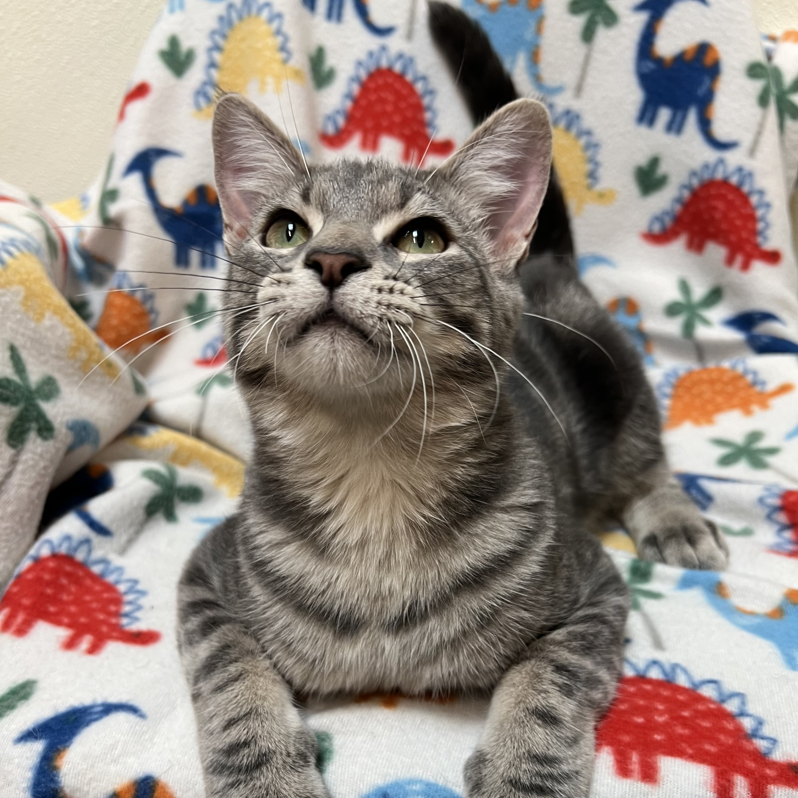 Cat for adoption José, a Domestic Short Hair in Fairmont, MN Petfinder