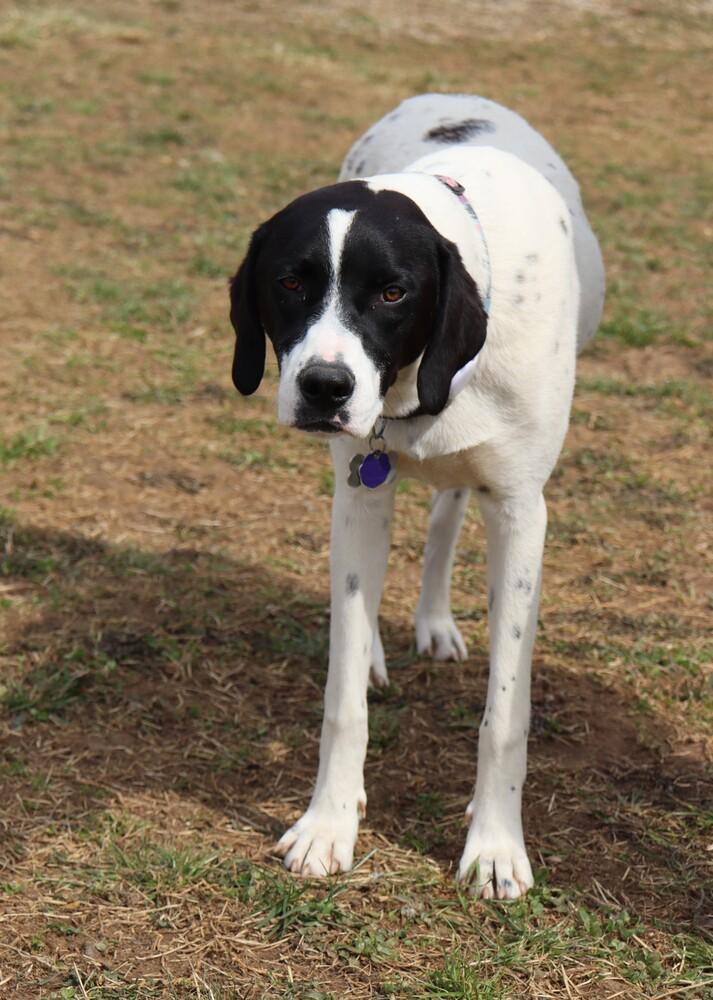 Enlarge Available for Adoption - Rivian (MI, USA), a Adoptable mixed breed in Delton, MI image 1/5