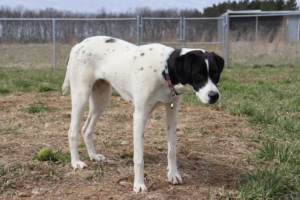 Enlarge Available for Adoption - Rivian (MI, USA), a Adoptable mixed breed in Delton, MI image 2/5