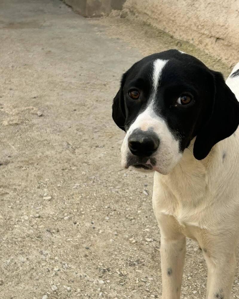 Enlarge Available for Adoption - Rivian (MI, USA), a Adoptable mixed breed in Delton, MI image 3/6