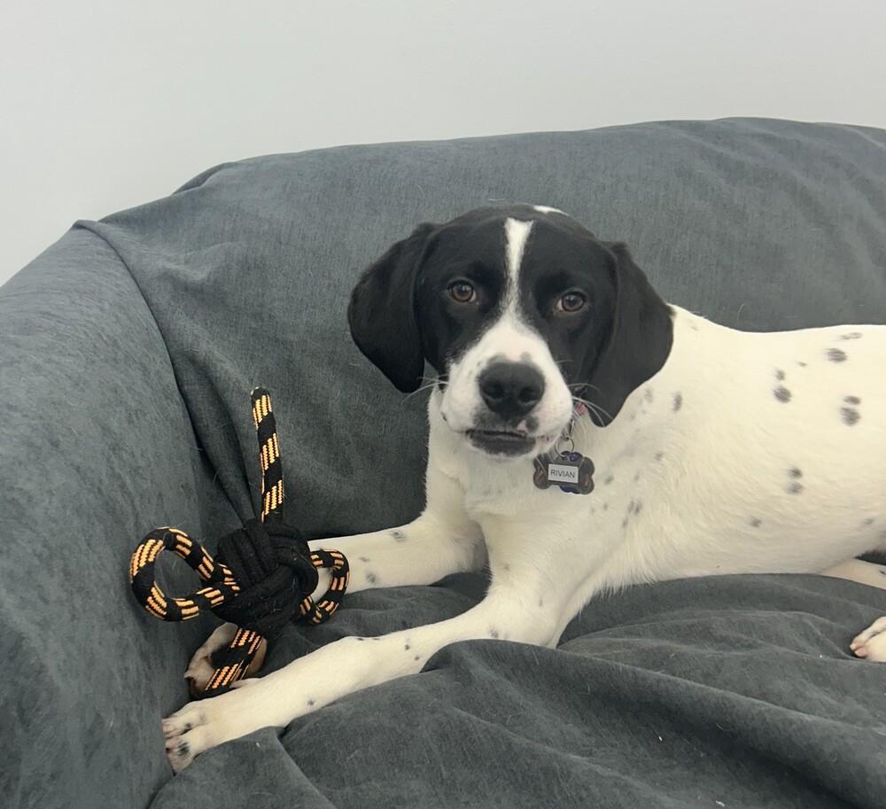 Enlarge Available for Adoption - Rivian (MI, USA), a Adoptable mixed breed in Delton, MI image 2/6