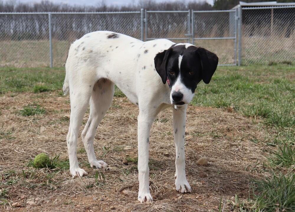 Enlarge Available for Adoption - Rivian (MI, USA), a Adoptable mixed breed in Delton, MI image 3/5