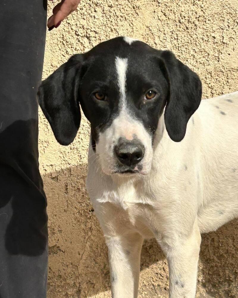 Enlarge Available for Adoption - Rivian (MI, USA), a Adoptable mixed breed in Delton, MI image 4/6