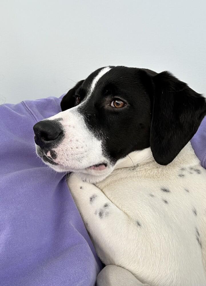 Enlarge Available for Adoption - Rivian (MI, USA), a Adoptable mixed breed in Delton, MI image 1/6