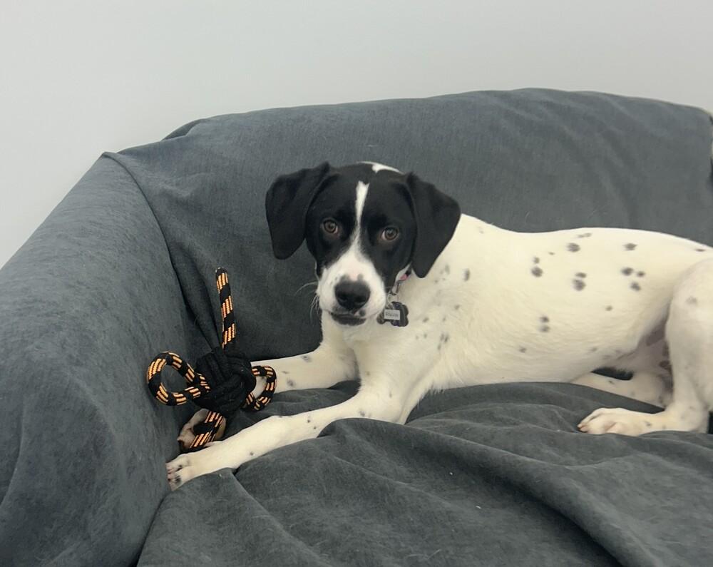 Enlarge Available for Adoption - Rivian (MI, USA), a Adoptable mixed breed in Delton, MI image 5/6