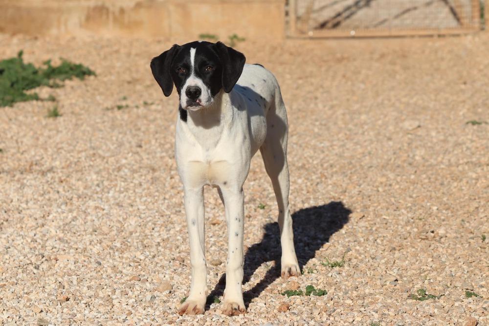 Enlarge Available for Adoption - Rivian (MI, USA), a Adoptable mixed breed in Delton, MI image 6/6