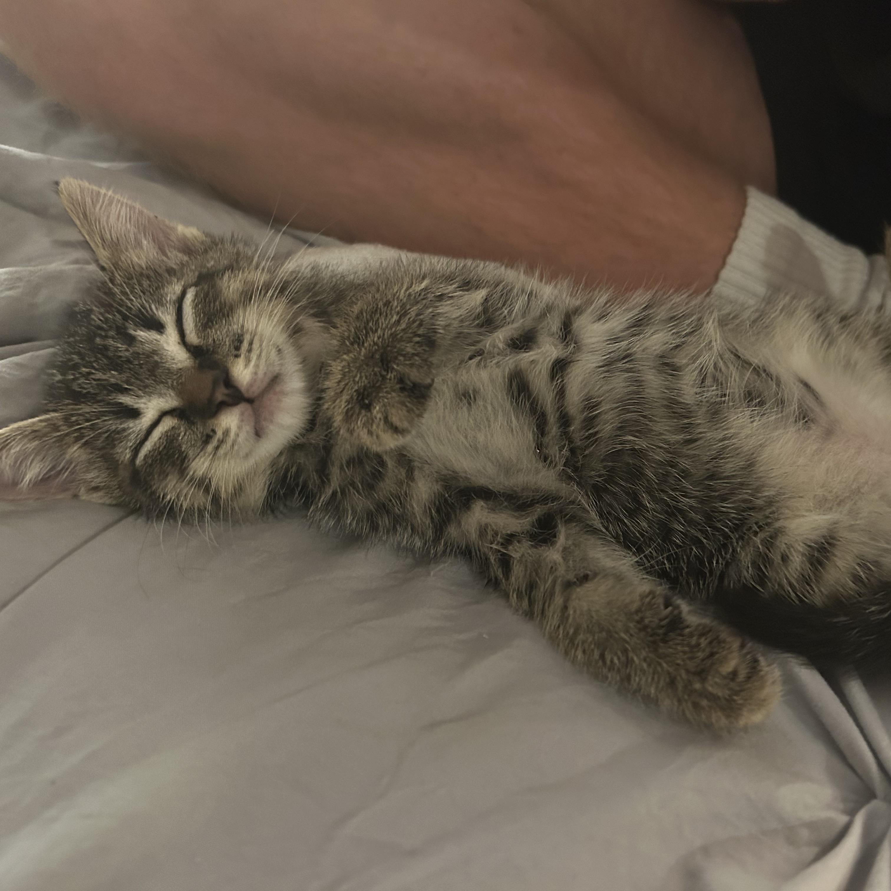 Enlarge TATER & TOT (RI), a Adoptable mixed breed in Providence , RI image 3/6