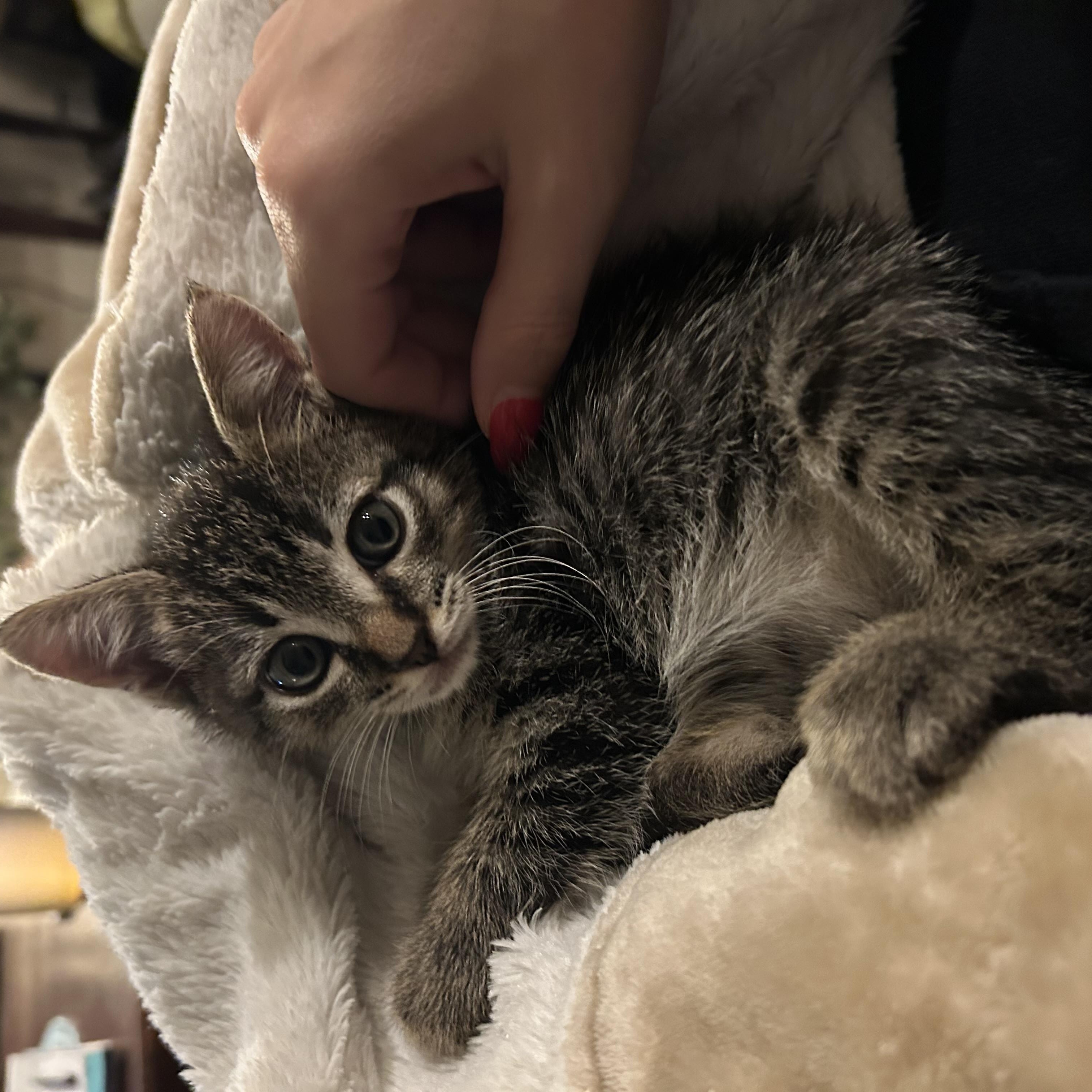 Enlarge TATER & TOT (RI), a Adoptable mixed breed in Providence , RI image 6/6