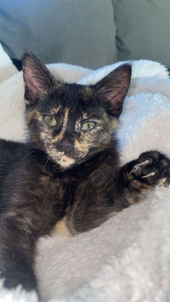 Keys, Adoptable, Kitten Female Domestic Short Hair.