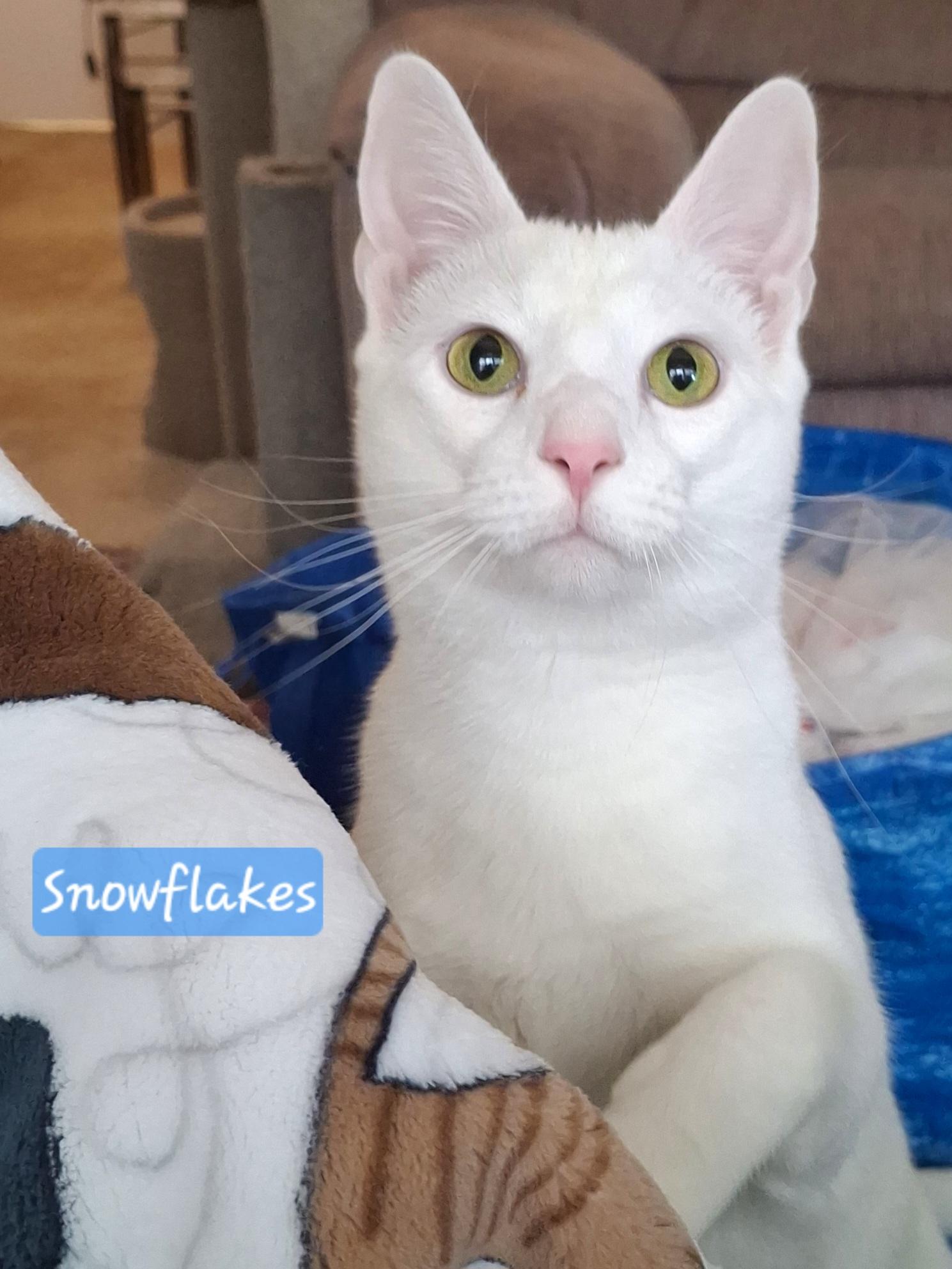 Snowflake & Daisy - Rancho Cucamonga, a Adoptable mixed breed in Riverside, CA image 3/5