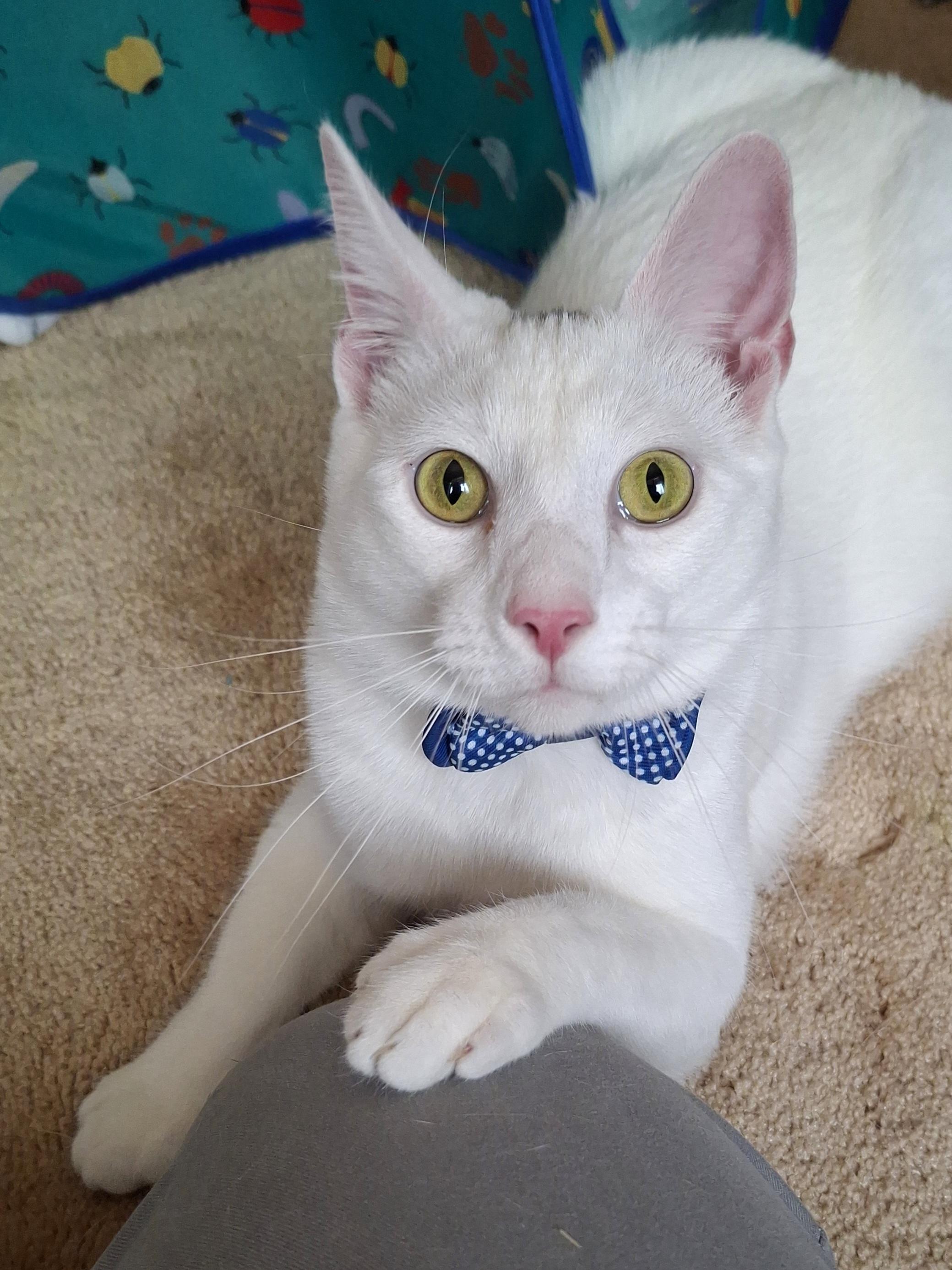 Snowflake & Daisy - Rancho Cucamonga, Adoptable, Kitten Female Domestic Short Hair & Turkish Angora.
