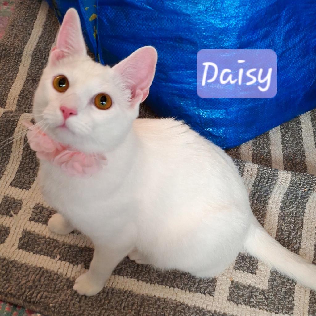 Snowflake & Daisy - Rancho Cucamonga, a Adoptable mixed breed in Riverside, CA image 4/5