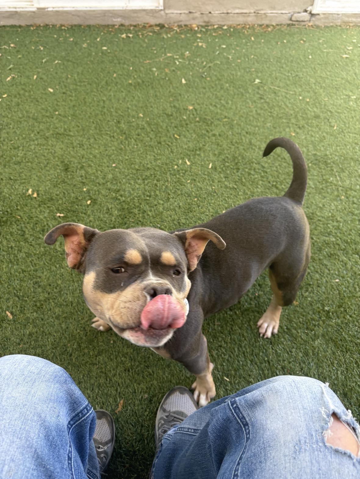 Enlarge Selena, an adopted Bulldog in Phoenix, AZ image 2/2