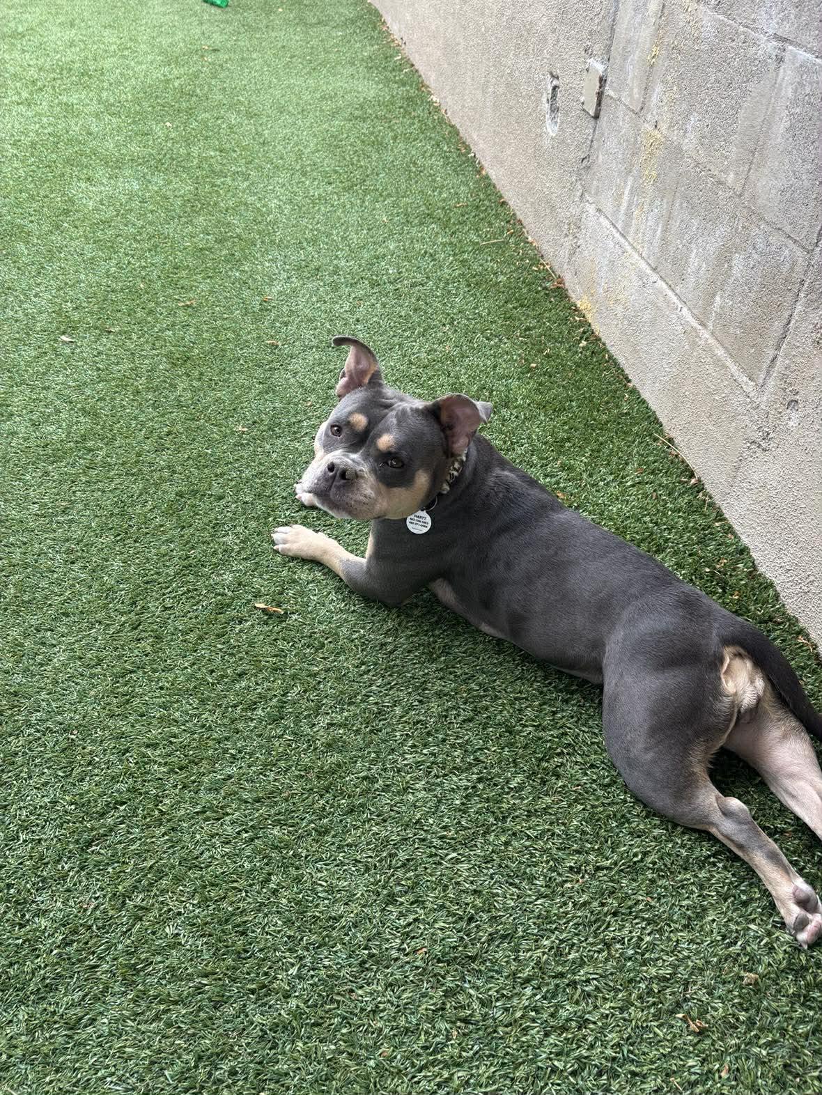 Enlarge Selena, an adopted Bulldog in Phoenix, AZ image 1/2