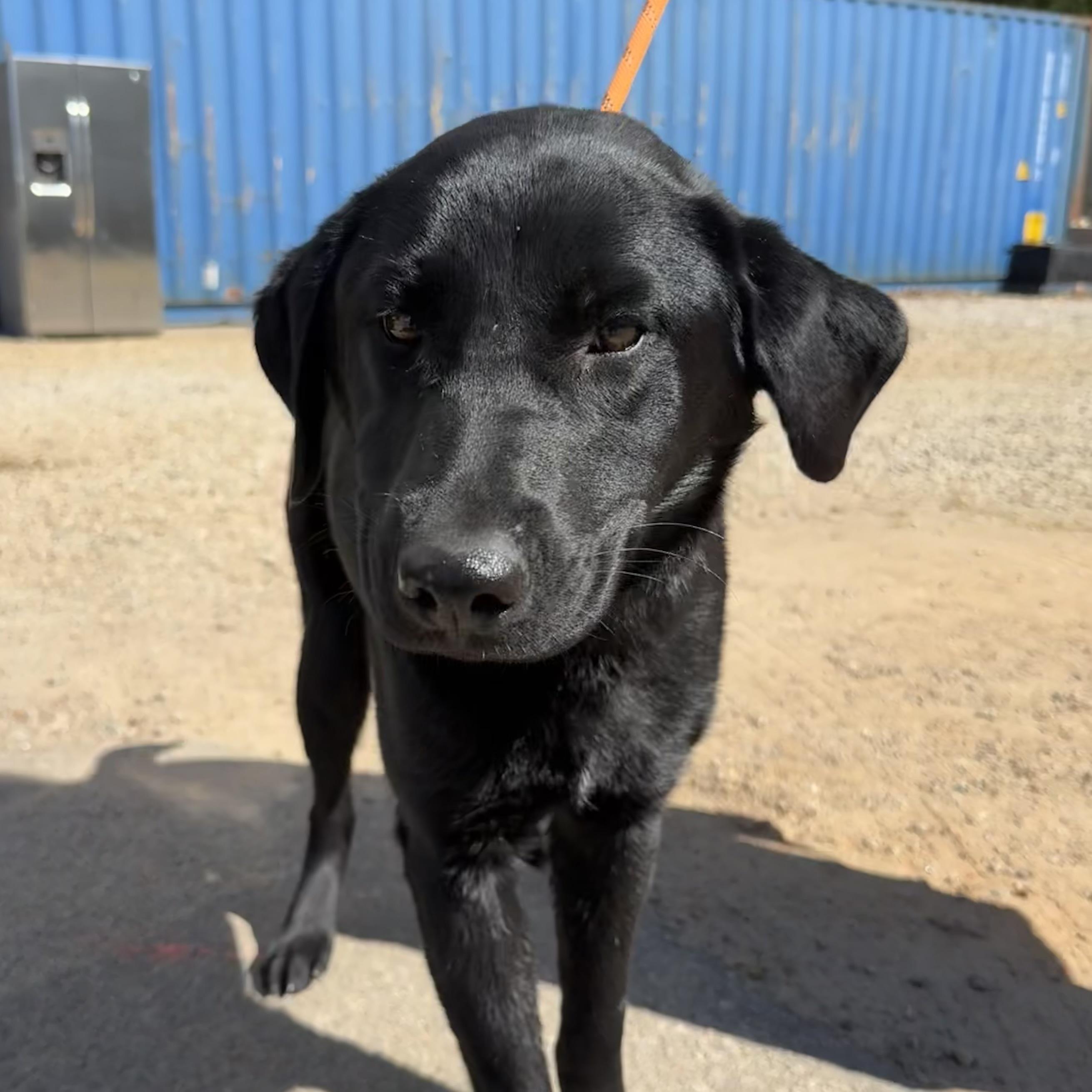 Enlarge Jacksonville, an adopted Black Labrador Retriever in Toronto, ON image 1/6