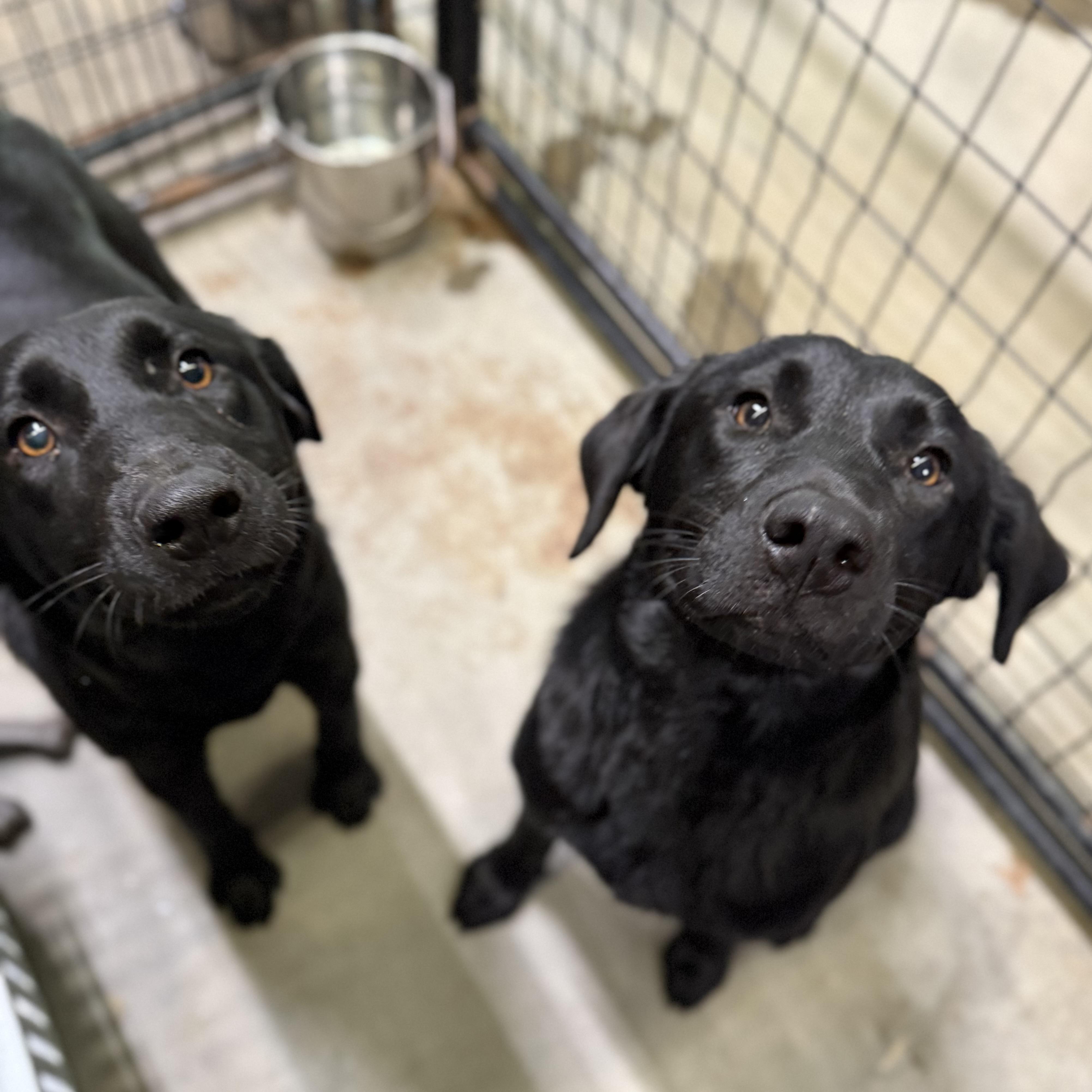 Enlarge Jacksonville, an adopted Black Labrador Retriever in Toronto, ON image 4/6