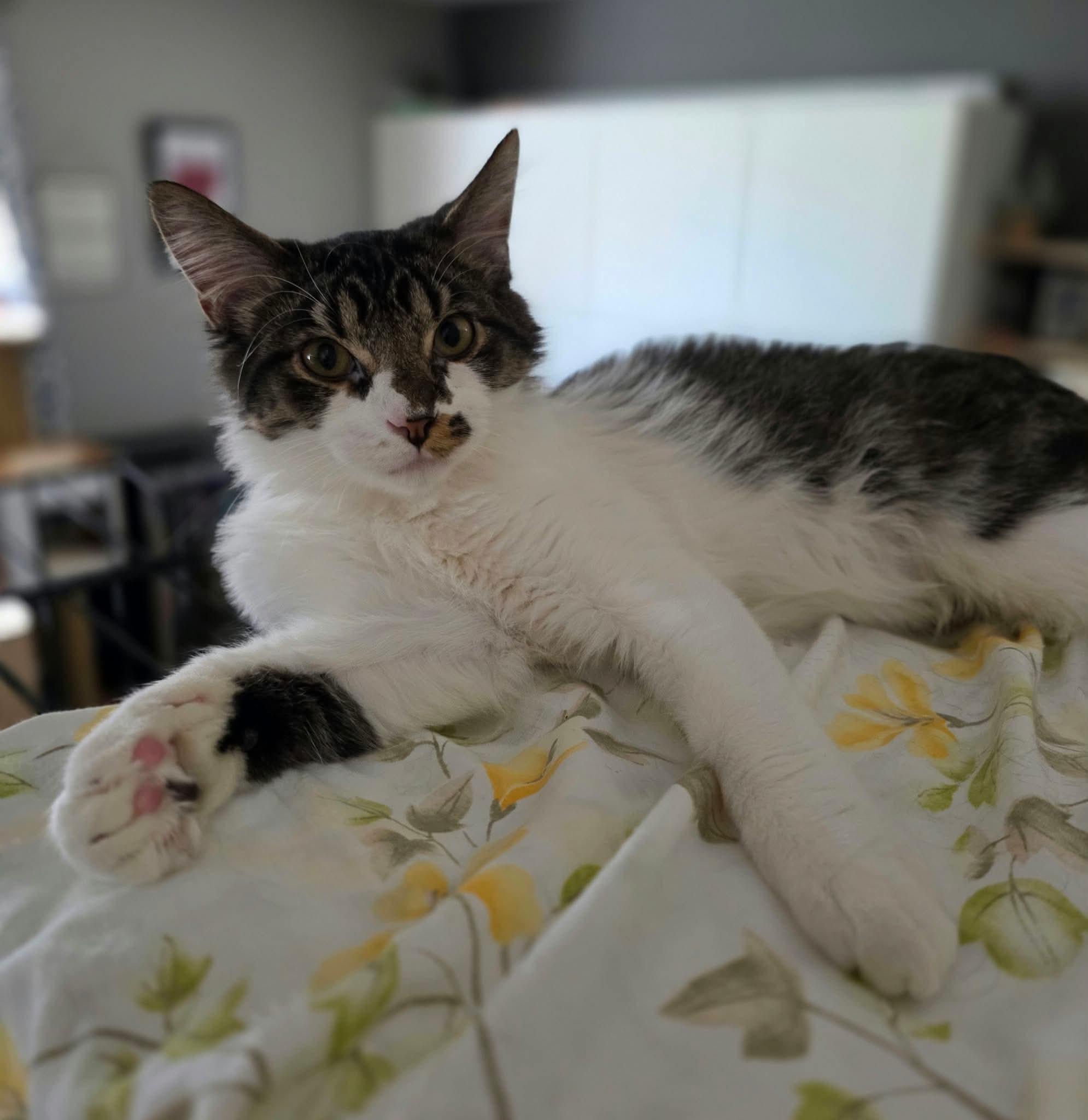 Enlarge Fudge, a Adoptable Domestic Long Hair in Terrebonne, QC image 1/6