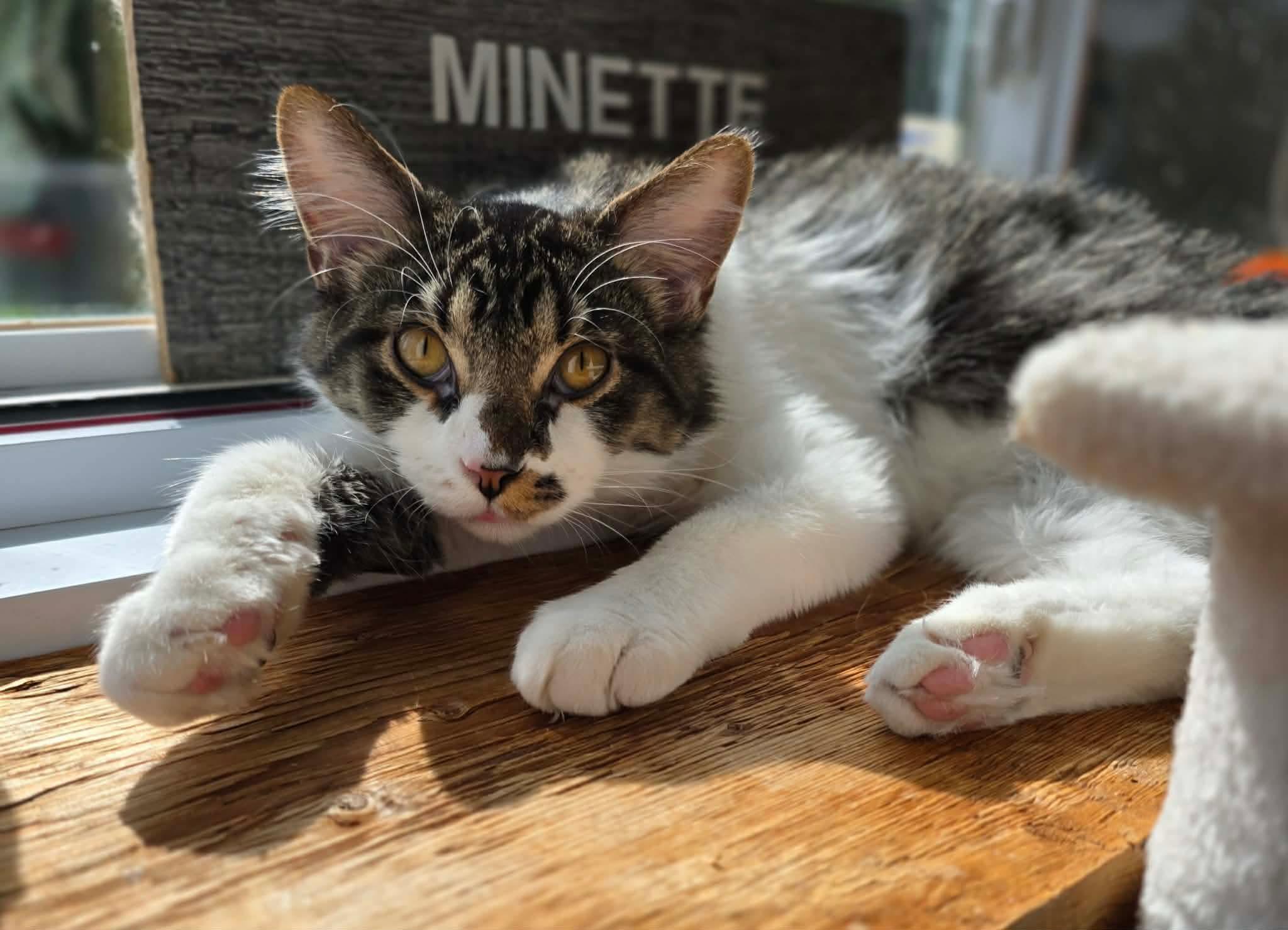 Enlarge Fudge, a Adoptable Domestic Long Hair in Terrebonne, QC image 6/6
