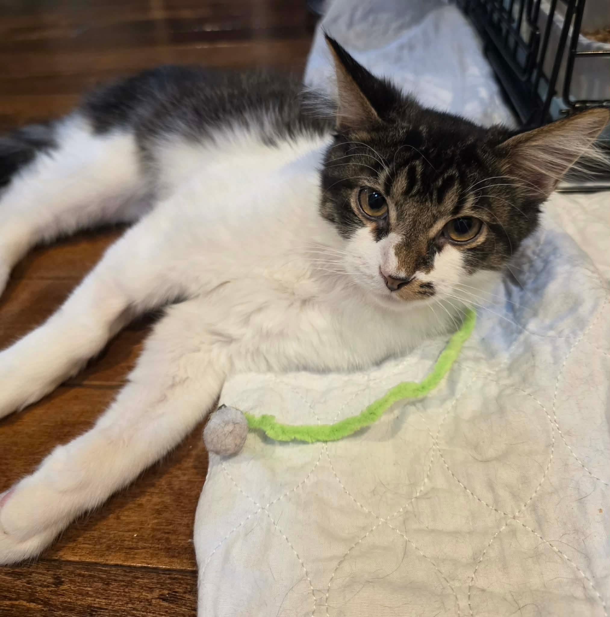 Enlarge Fudge, an adoptable Domestic Long Hair in Terrebonne, QC image 5/6