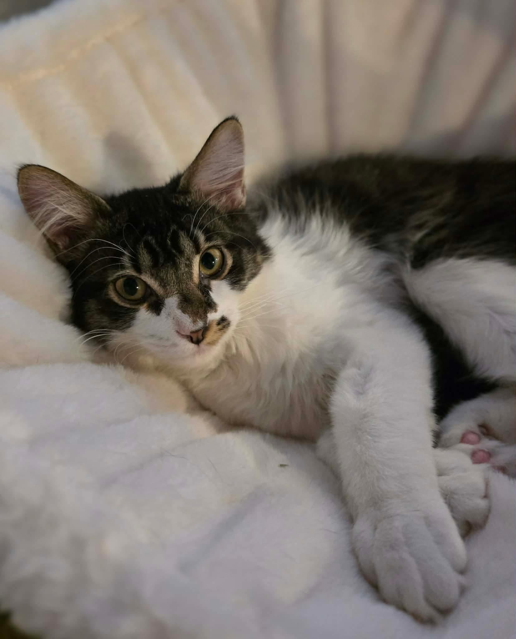 Enlarge Fudge, an adoptable Domestic Long Hair in Terrebonne, QC image 2/6