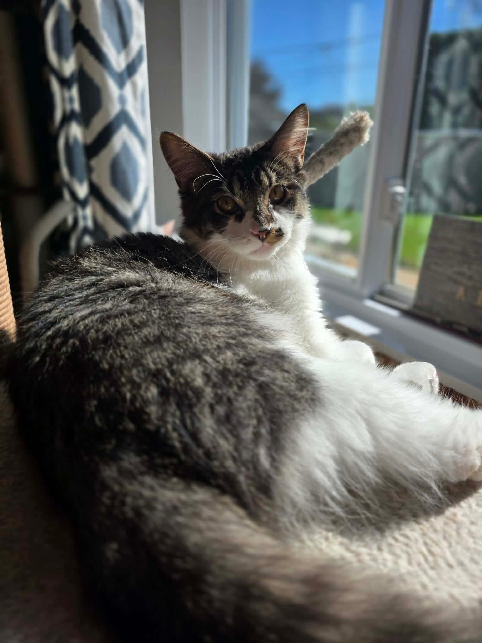 Enlarge Fudge, a Adoptable Domestic Long Hair in Terrebonne, QC image 5/6