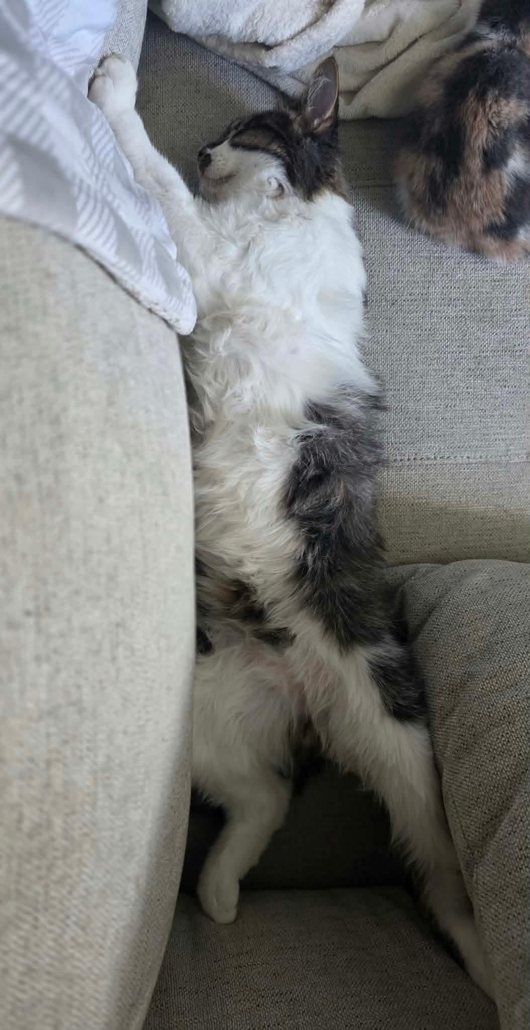 Enlarge Fudge, a Adoptable Domestic Long Hair in Terrebonne, QC image 6/6