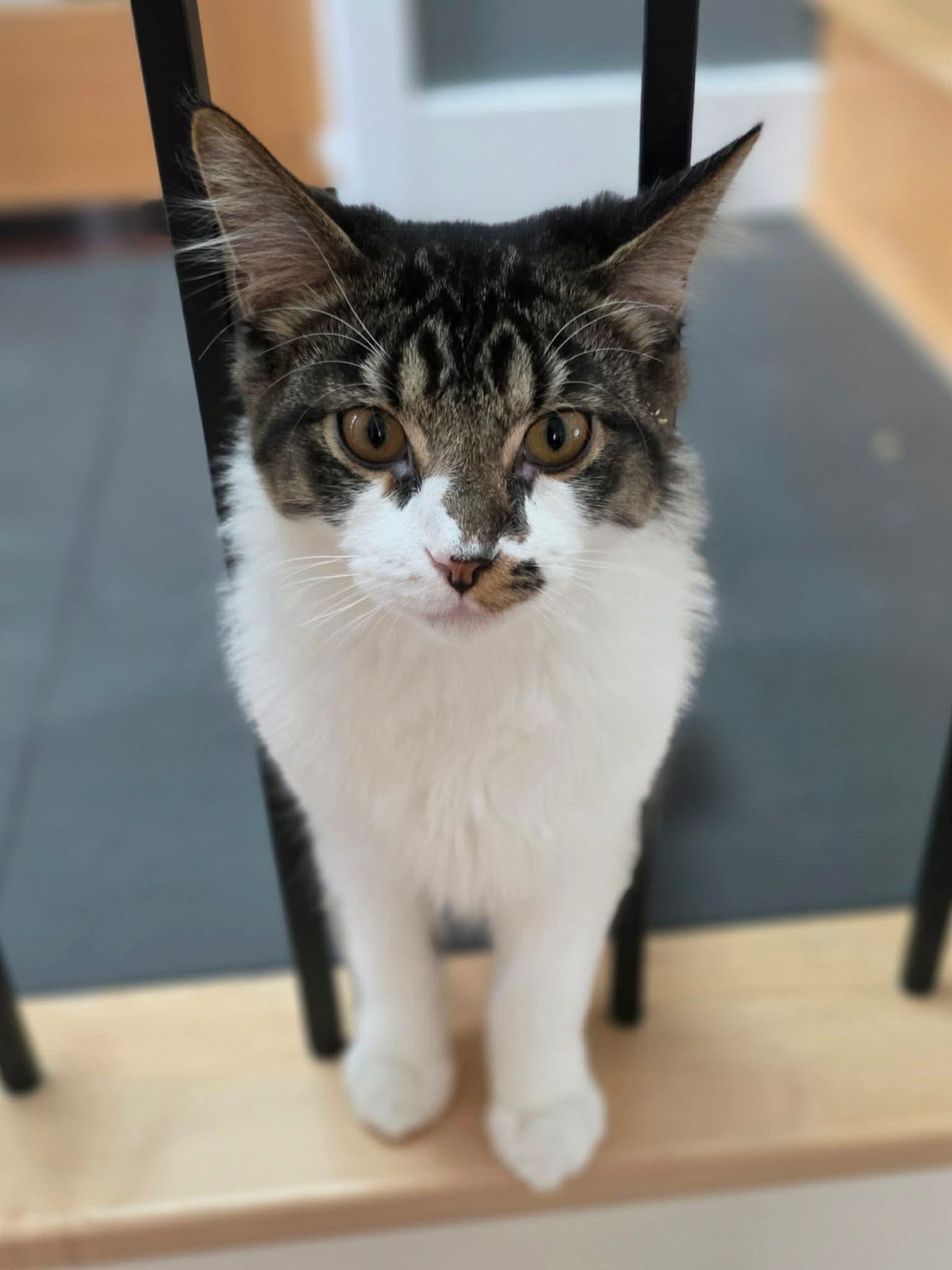 Enlarge Fudge, a Adoptable Domestic Long Hair in Terrebonne, QC image 4/6