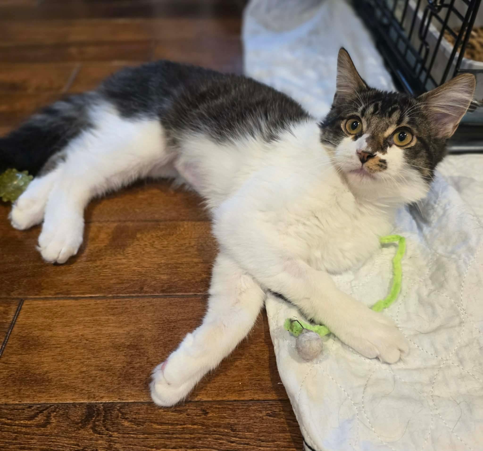 Enlarge Fudge, an adoptable Domestic Long Hair in Terrebonne, QC image 6/6