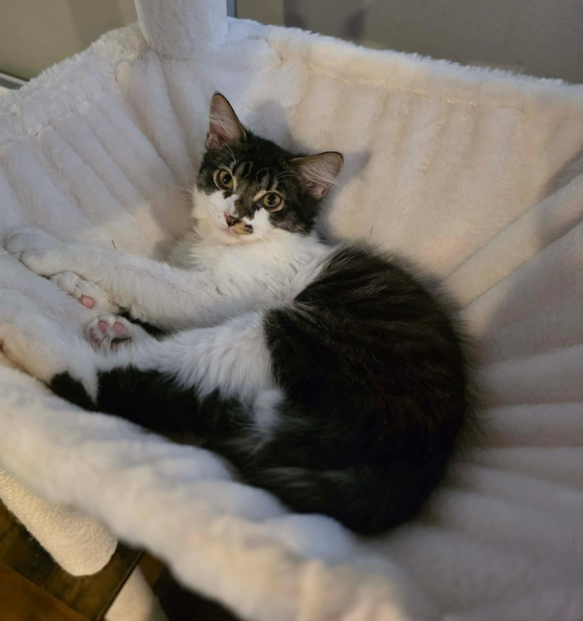 Fudge, adoptable, Kitten Male Domestic Long Hair.