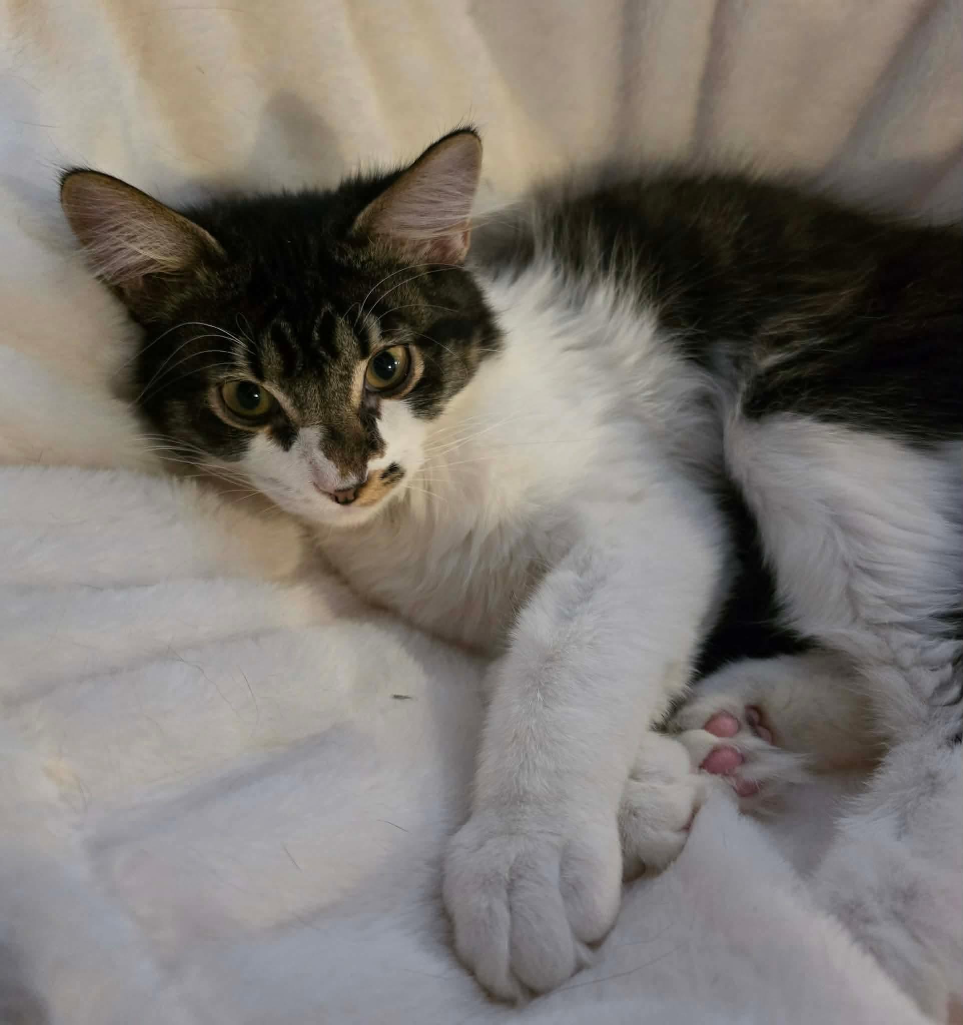 Enlarge Fudge, an adoptable Domestic Long Hair in Terrebonne, QC image 3/6