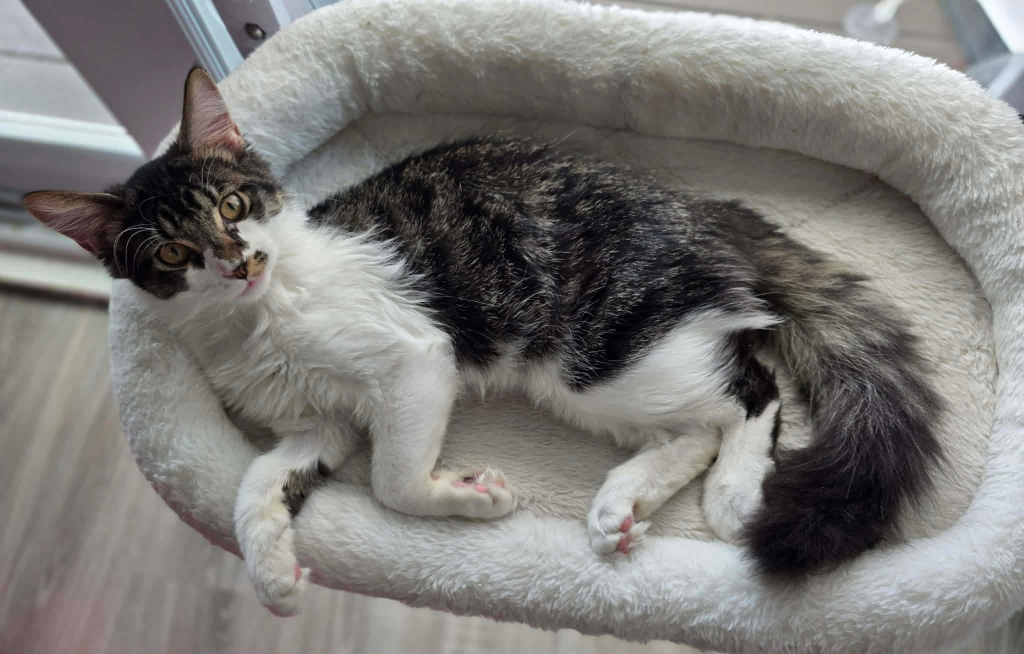 Enlarge Fudge, a Adoptable Domestic Long Hair in Terrebonne, QC image 4/6
