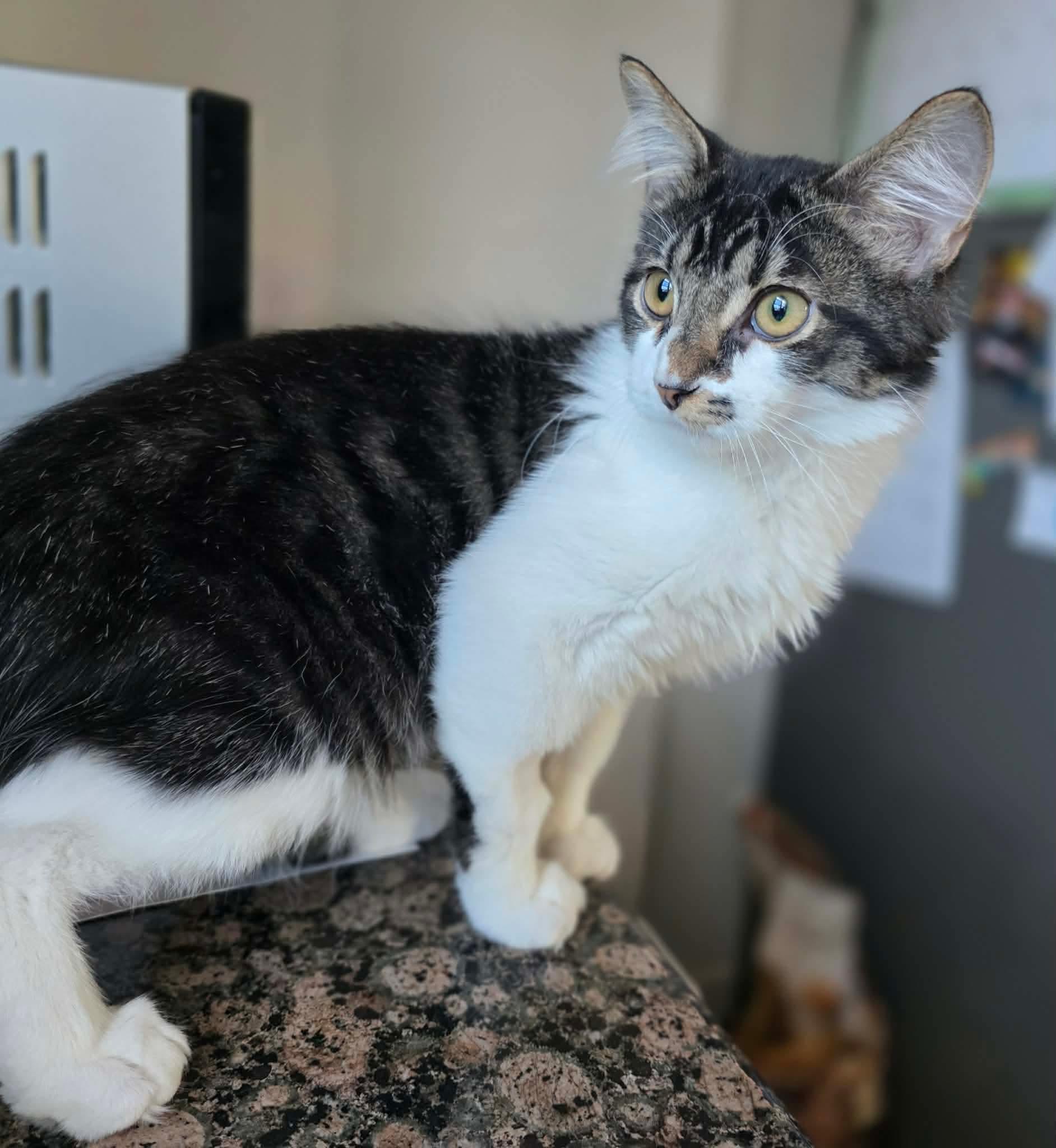 Enlarge Fudge, an adoptable Domestic Long Hair in Terrebonne, QC image 4/6