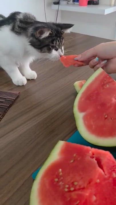 Enlarge Fudge, a Adoptable Domestic Long Hair in Terrebonne, QC video 5/6