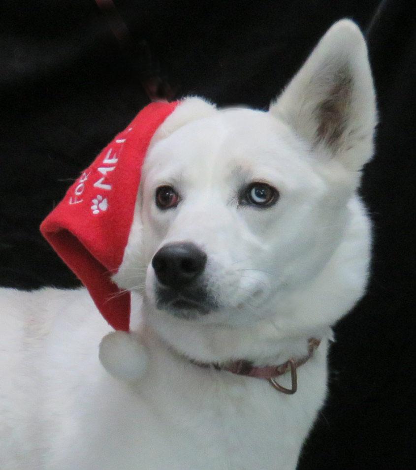 Oaklyn, Adoptable, Adult Female Husky.