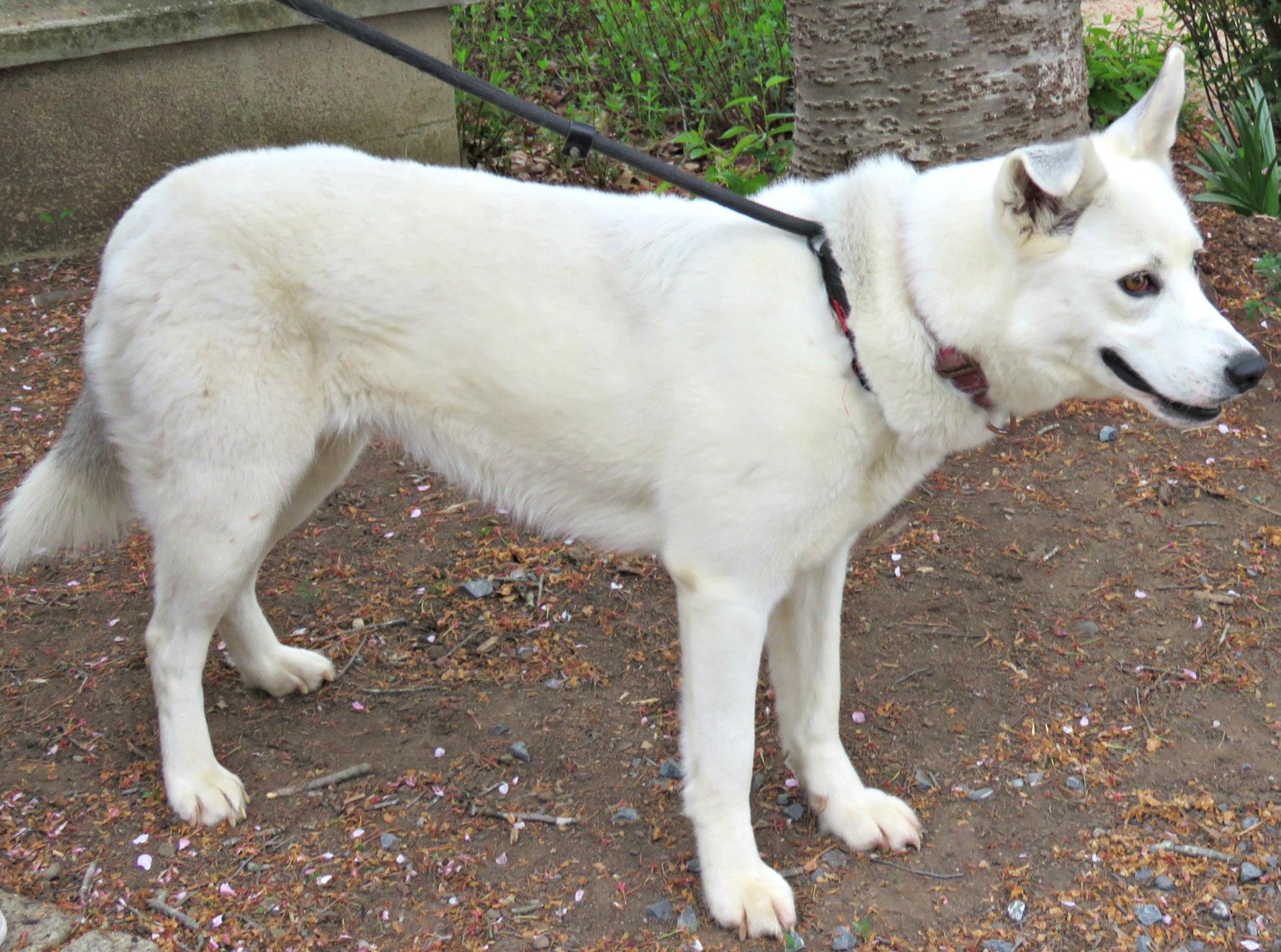 Oaklyn, a Adoptable mixed breed in Lexington, VA image 4/4