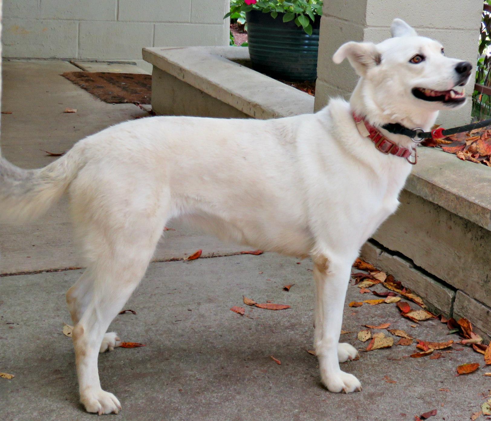 Enlarge Oaklyn, a Adoptable mixed breed in Lexington, VA image 2/4