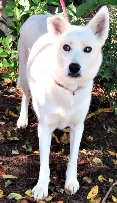 Enlarge Oaklyn, a Adoptable mixed breed in Lexington, VA image 3/3
