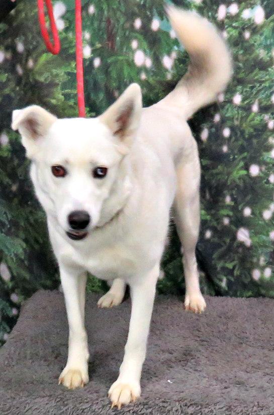 Oaklyn, a Adoptable mixed breed in Lexington, VA image 2/4