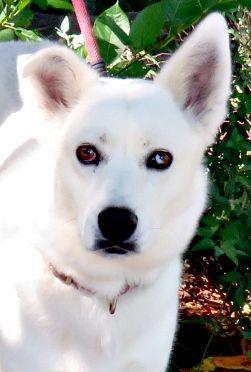 Oaklyn, Adoptable, Adult Female Husky.