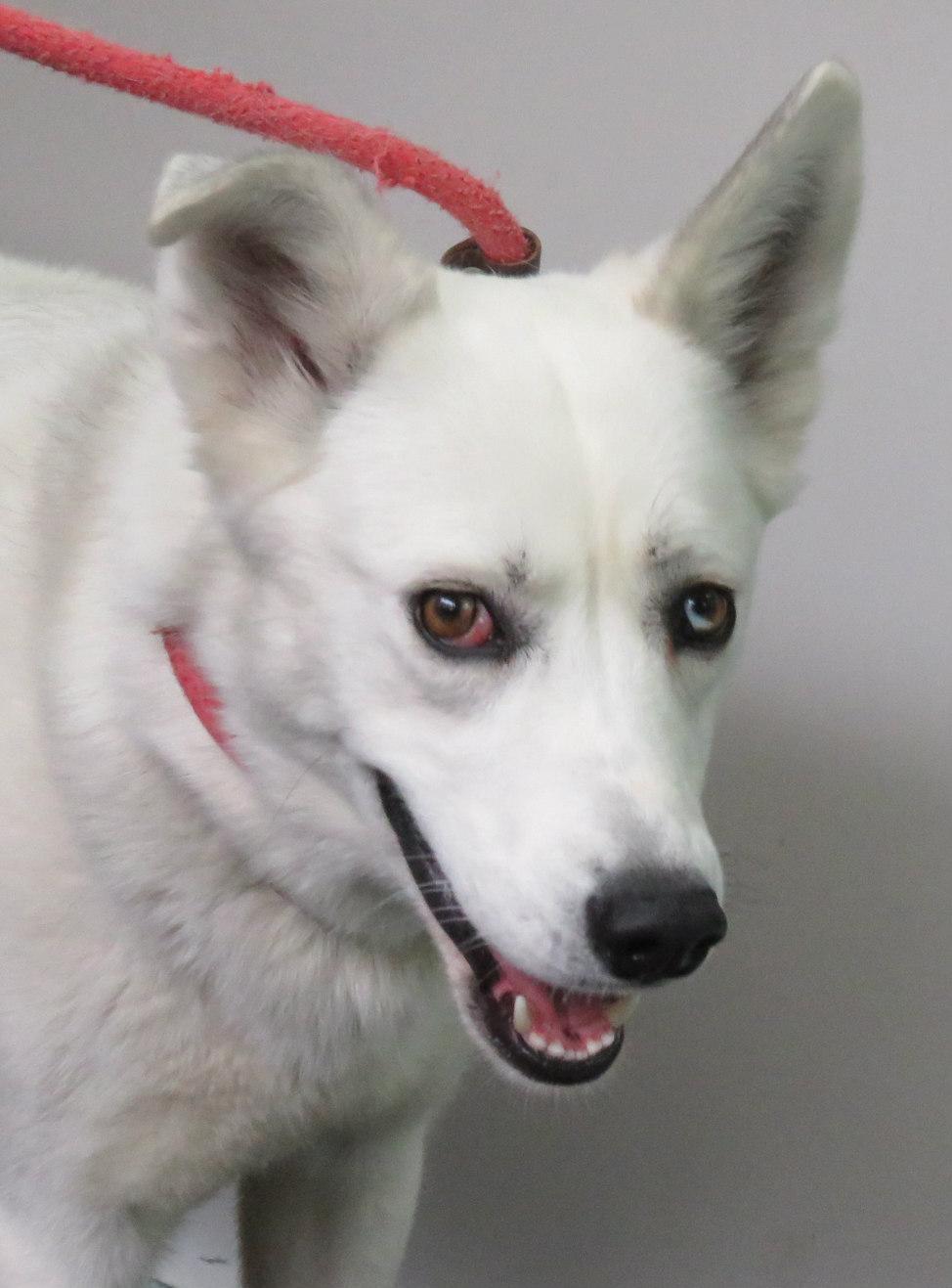 Enlarge Oaklyn, a Adoptable mixed breed in Lexington, VA image 3/4