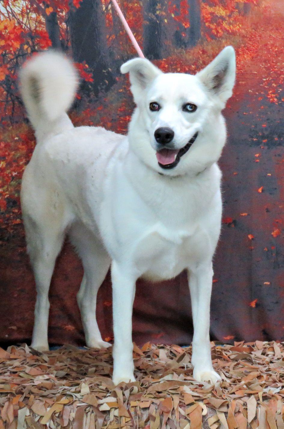 Oaklyn, Adoptable, Adult Female Husky.