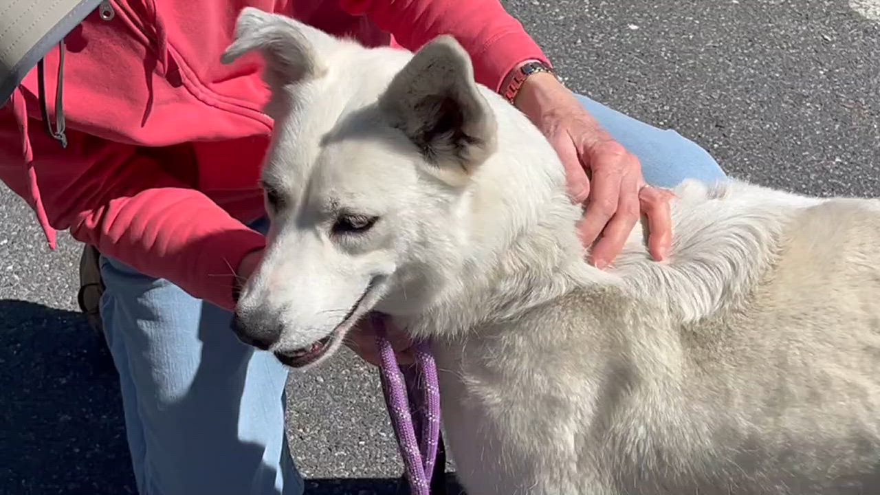 Enlarge Oaklyn, a Adoptable mixed breed in Lexington, VA video 4/4