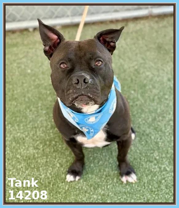 TANK, a Adoptable mixed breed in Marietta, GA image 1/6