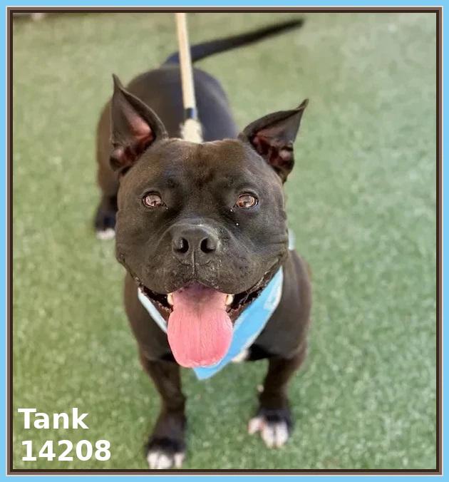 TANK, a Adoptable mixed breed in Marietta, GA image 2/6