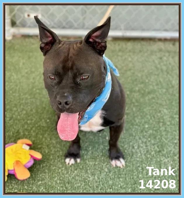TANK, Adoptable, Adult Male Pit Bull Terrier & American Bully.