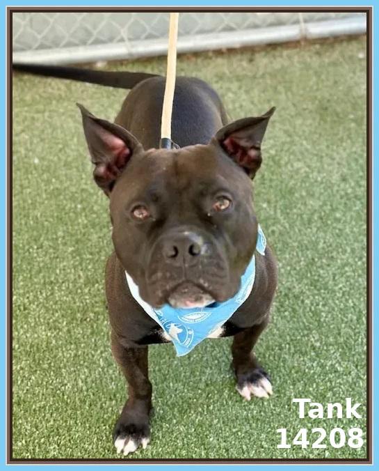 TANK, a Adoptable mixed breed in Marietta, GA image 4/6