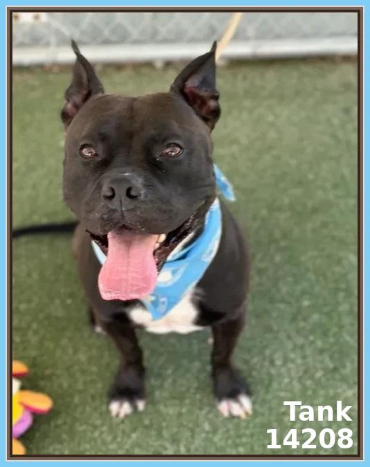 TANK, a Adoptable mixed breed in Marietta, GA image 5/6