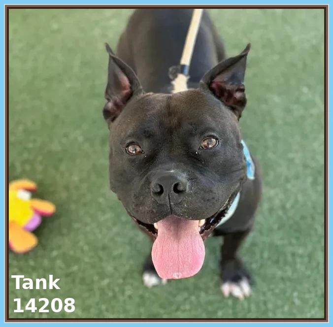 TANK, a Adoptable mixed breed in Marietta, GA image 6/6