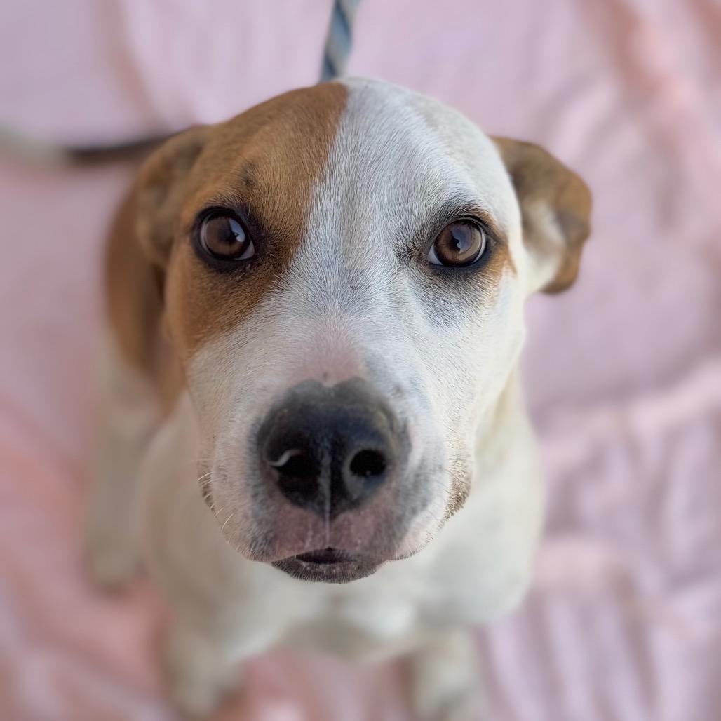 Nitro, Adoptable, Puppy Male Mixed Breed.