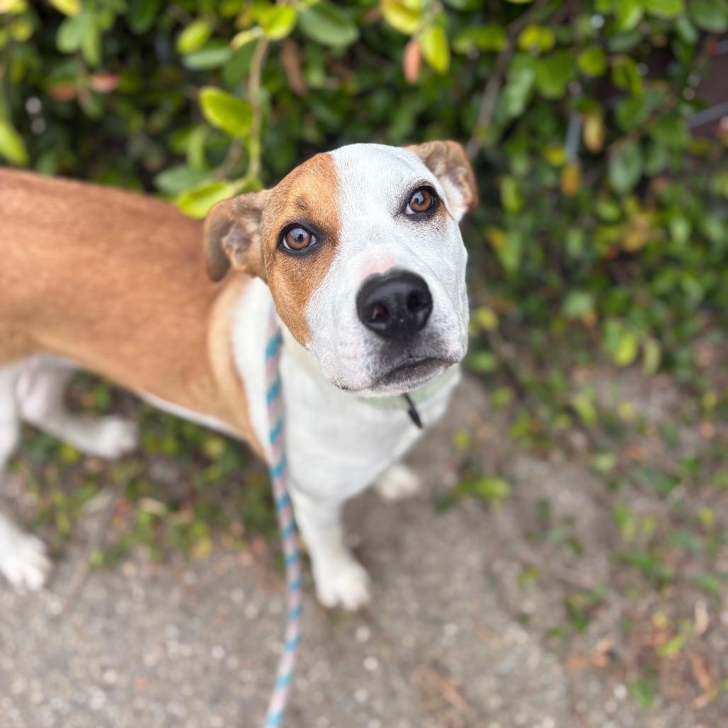 Nitro, Adoptable, Young Male Mixed Breed.